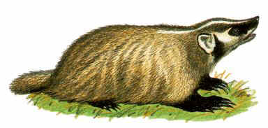 badger